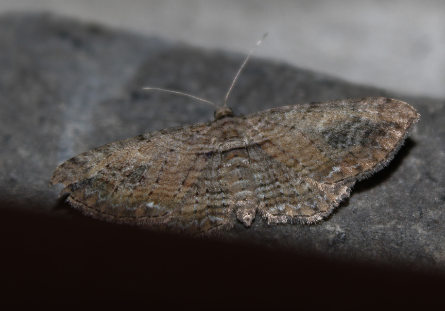 Horisme tersata - fakó iszalagaraszoló