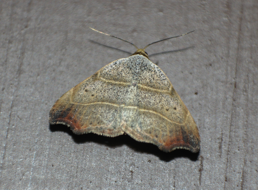 Laspeyria flexula - zuzmóbagoly
