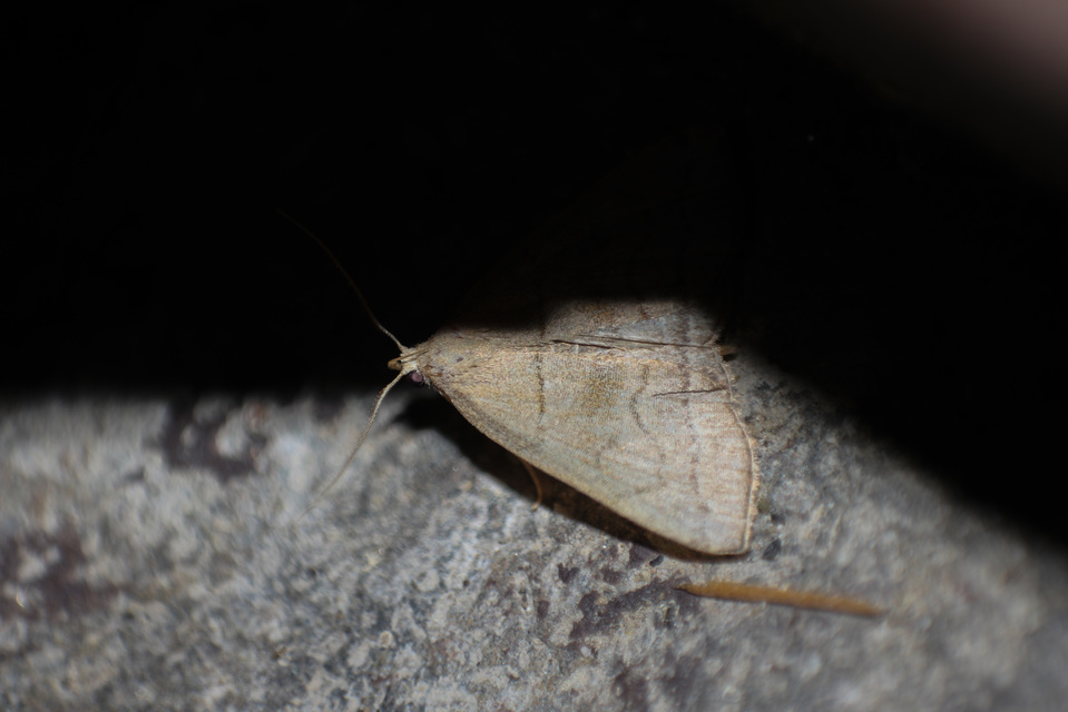 Herminia tarsicrinalis - szőröslábú karcsúbagoly