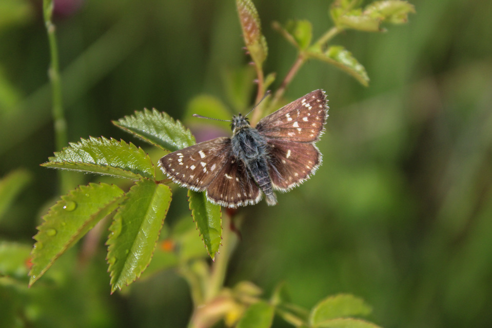 Spialia orbifer - törpe busalepke