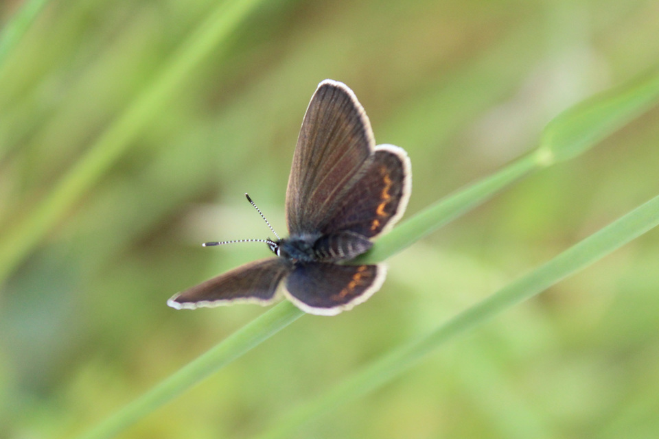Plebejus argus - ezüstös boglárka