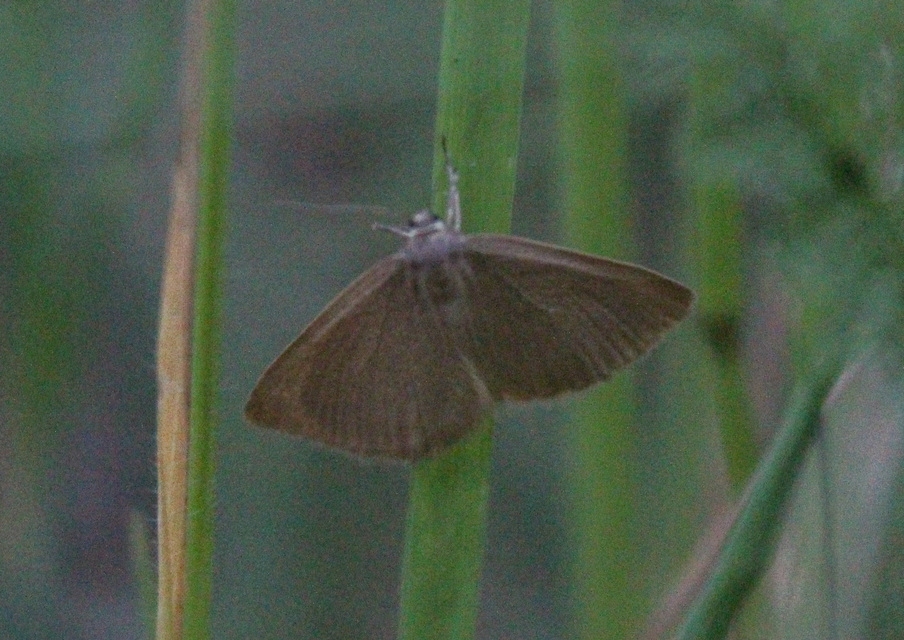 Minoa murinata - kutyatej-araszoló