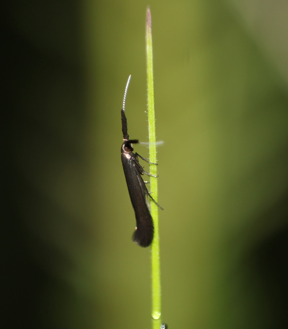 Coleophora