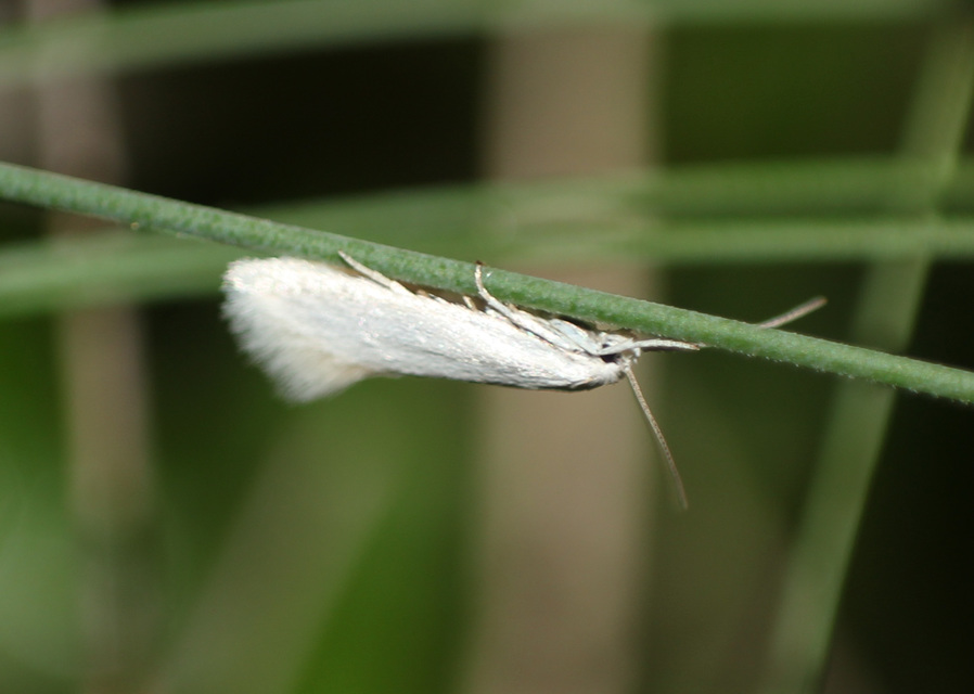 Elachista