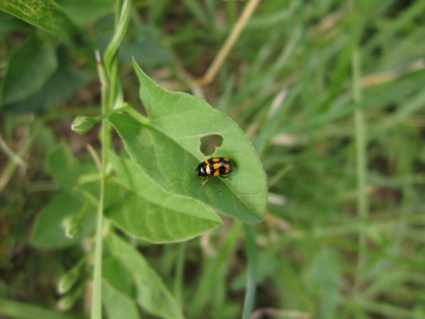 Cryptocephalus anticus - réti zömökbogár