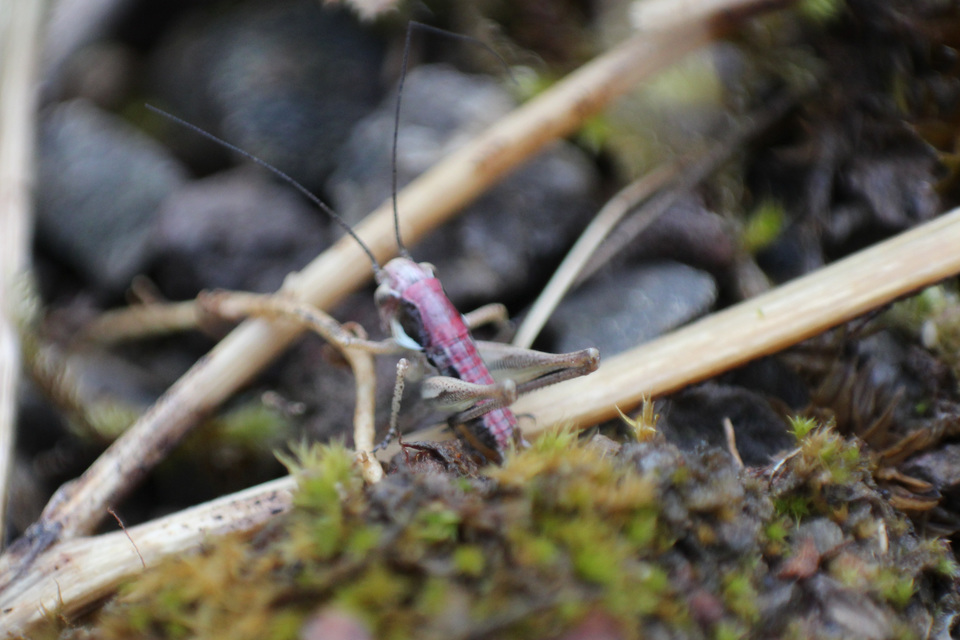 Platycleis