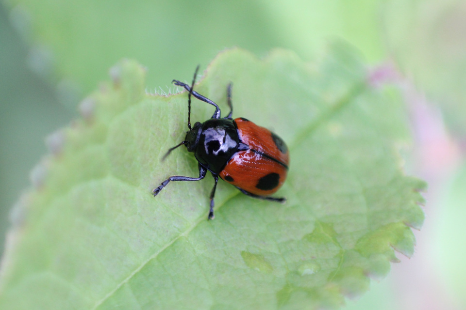 Cryptocephalus bipunctatus - kétpettyes zömökbogár