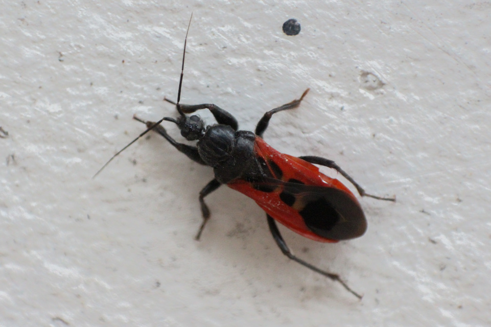 Peirates hybridus - foltos rablópoloska