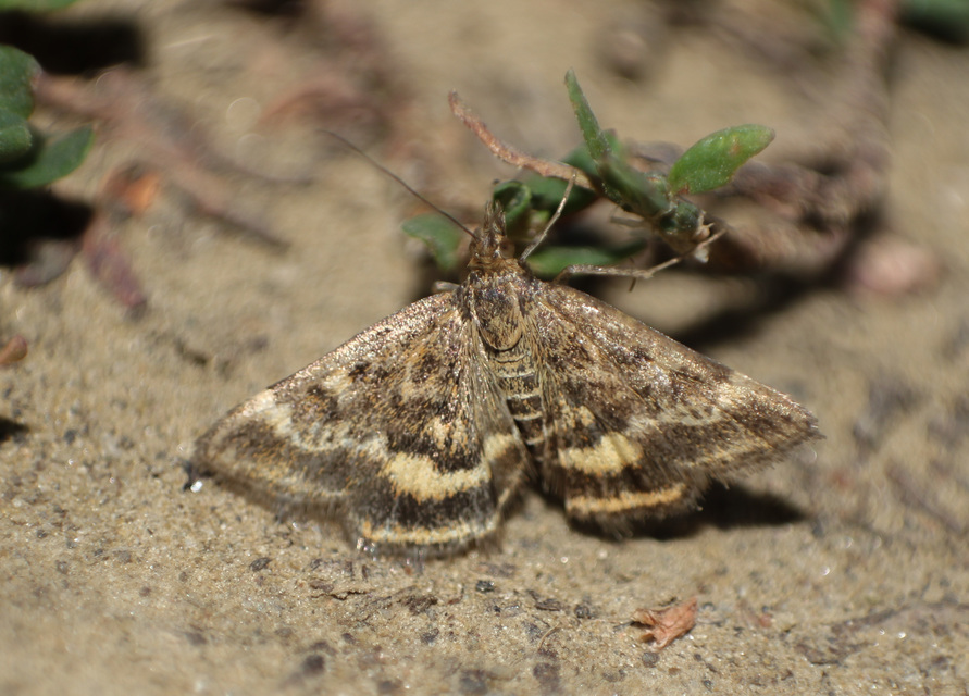 Pyrausta despicata - réti bíbormoly