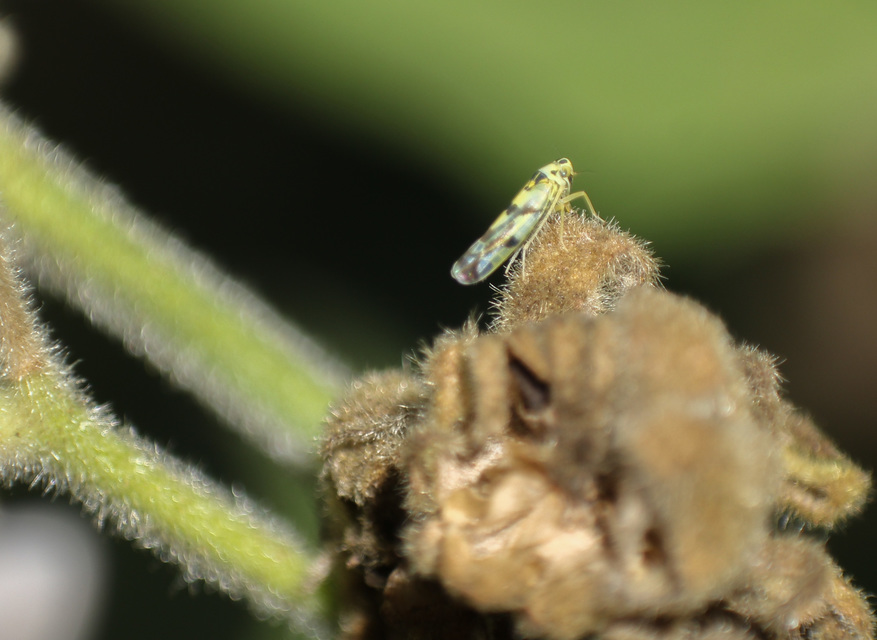 Eupteryx