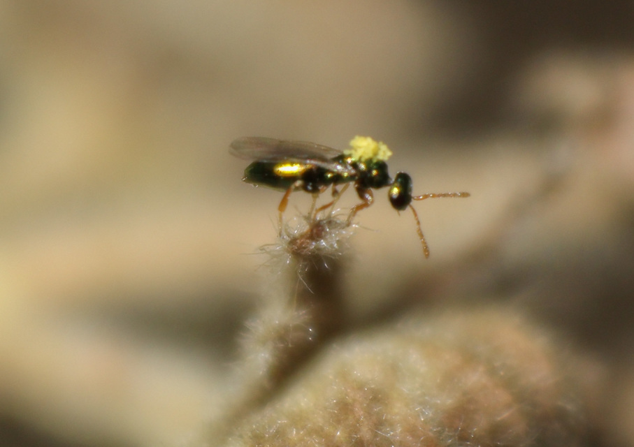 Hymenoptera - Hártyásszárnyúak
