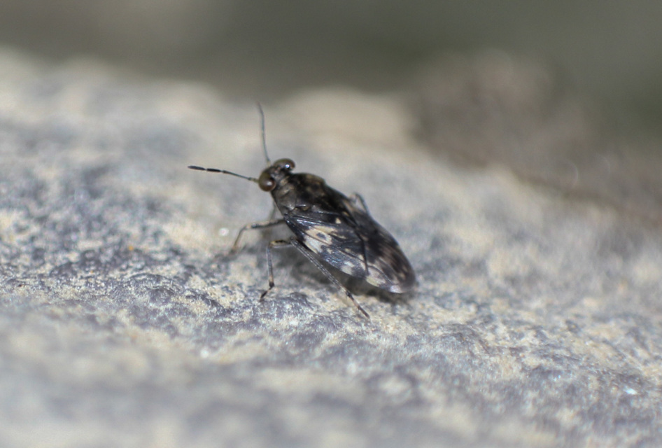 Saldidae - partipoloskák