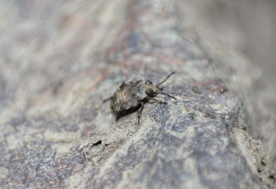 Saldidae - partipoloskák