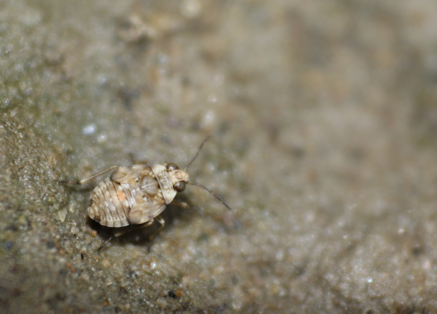 Saldidae - partipoloskák