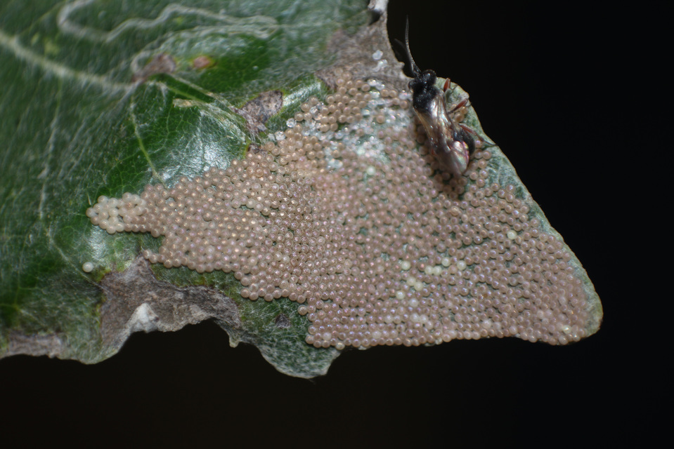 Hymenoptera - Hártyásszárnyúak
