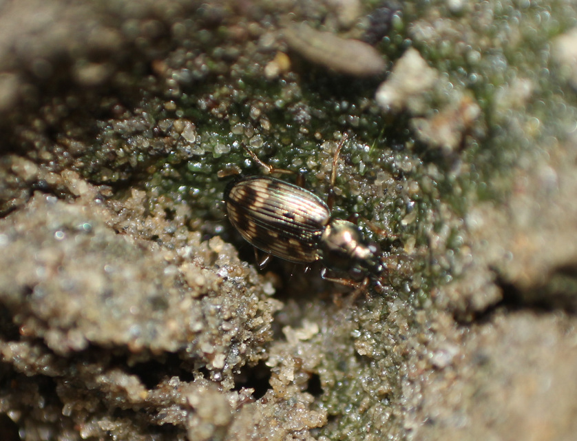 Bembidion semipunctatum - címeres gyorsfutó