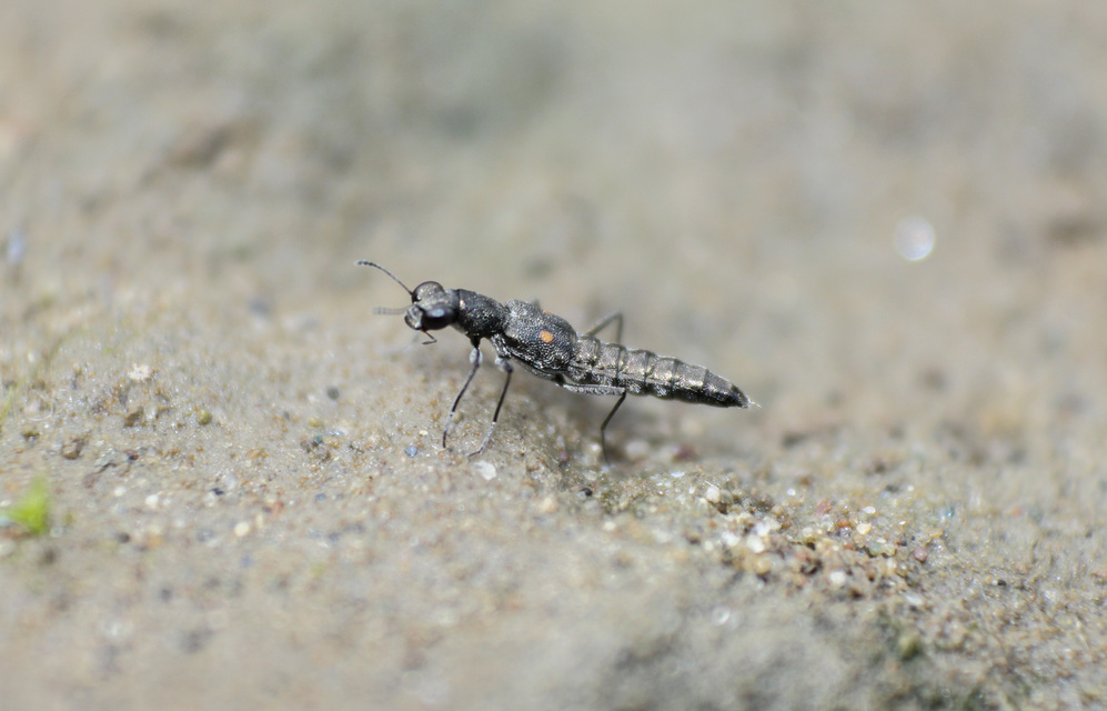 Stenus comma - közönséges szemesholyva