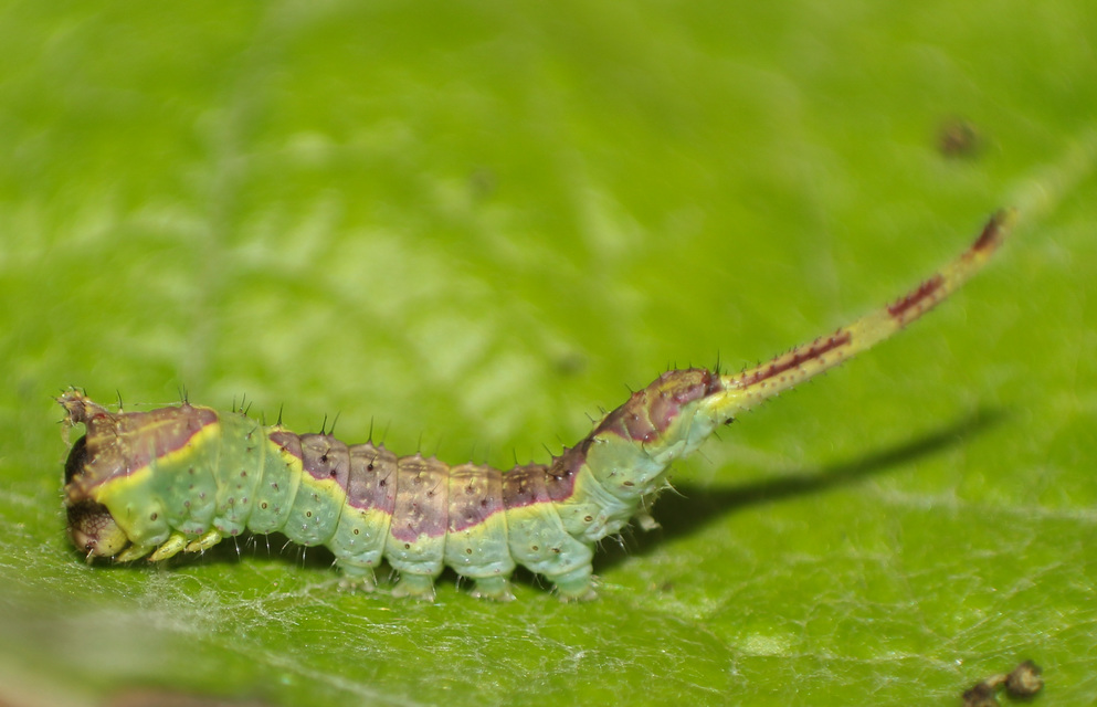Furcula bifida - kis púposszövő