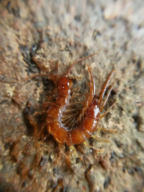Lithobiidae