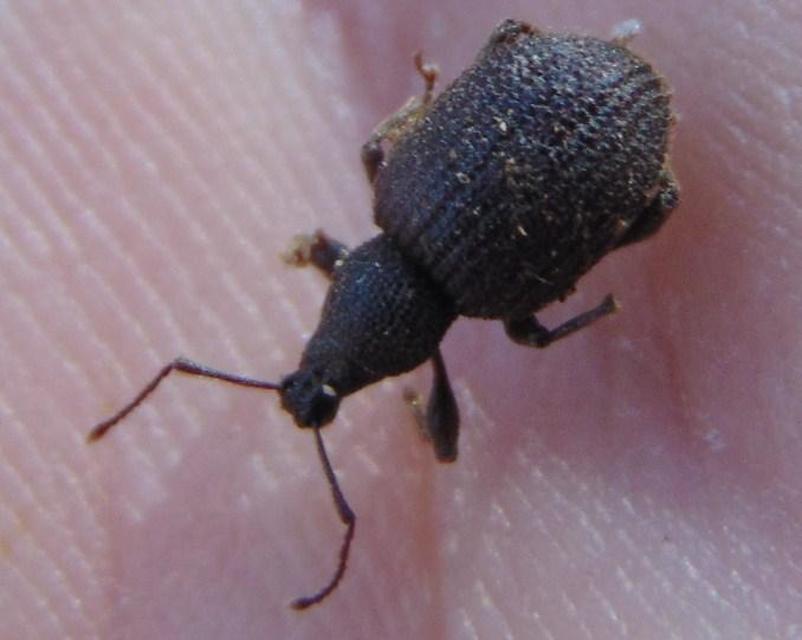 Otiorhynchus rugosostriatus - szamóca-gyalogormányos