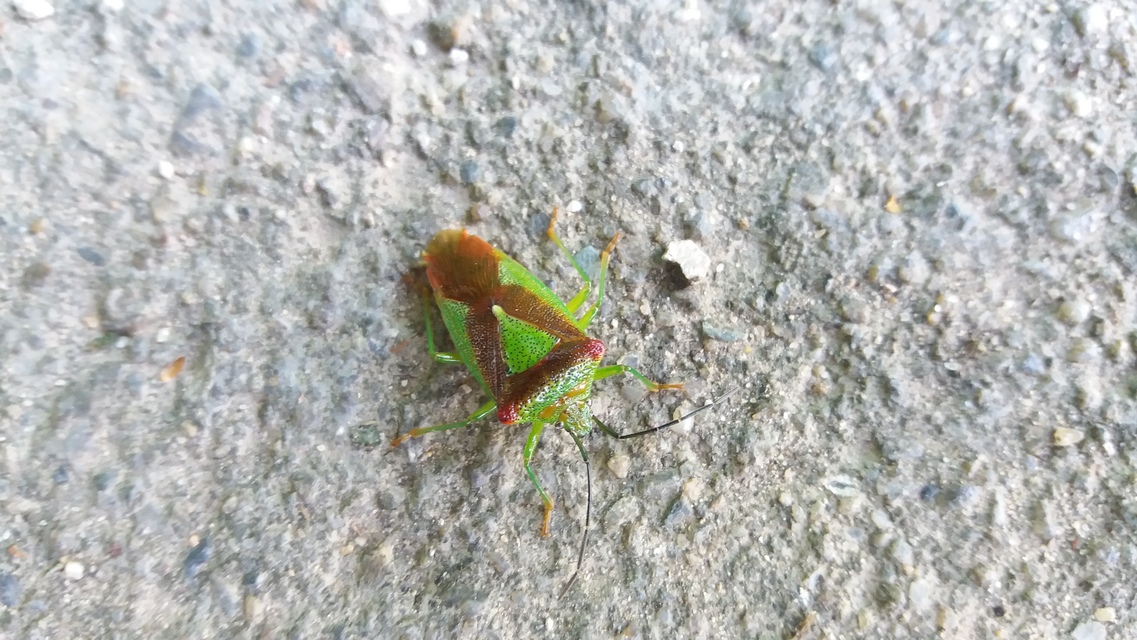 Acanthosoma haemorrhoidale - nagy dajkapoloska Acanthosoma haemorrhoidale - nagy dajkapoloska