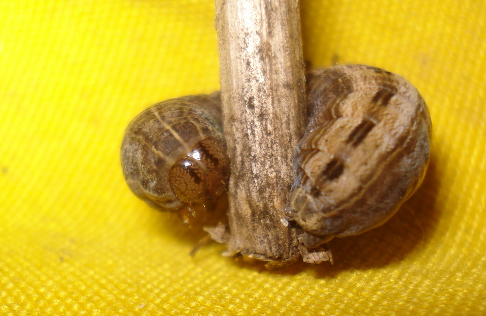 Thalpophila matura - fakó erdeibagoly