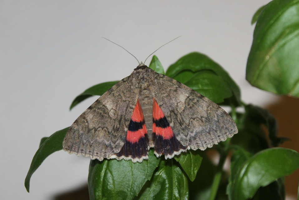 Catocala nupta - piros övesbagoly