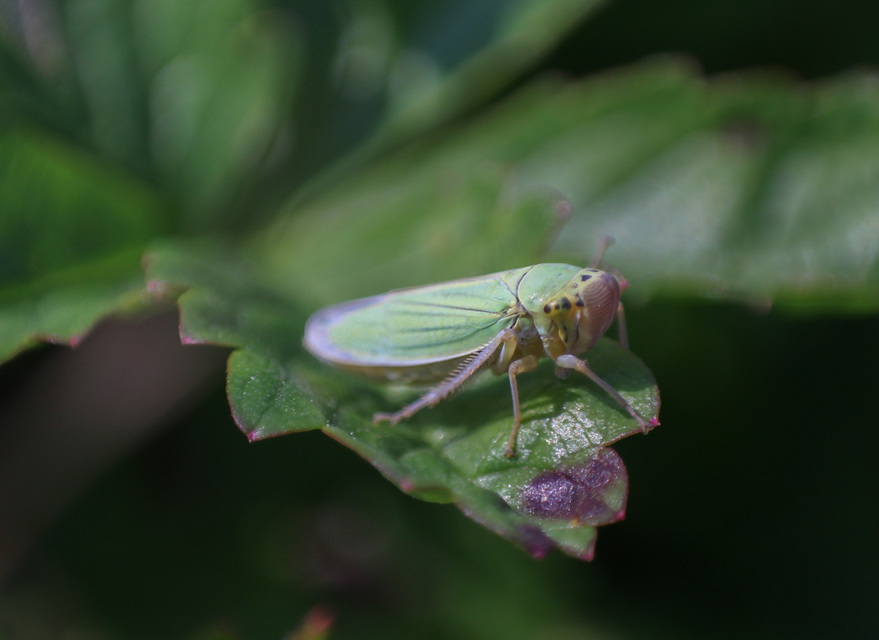 Cicadella viridis - méregzöld kabóca