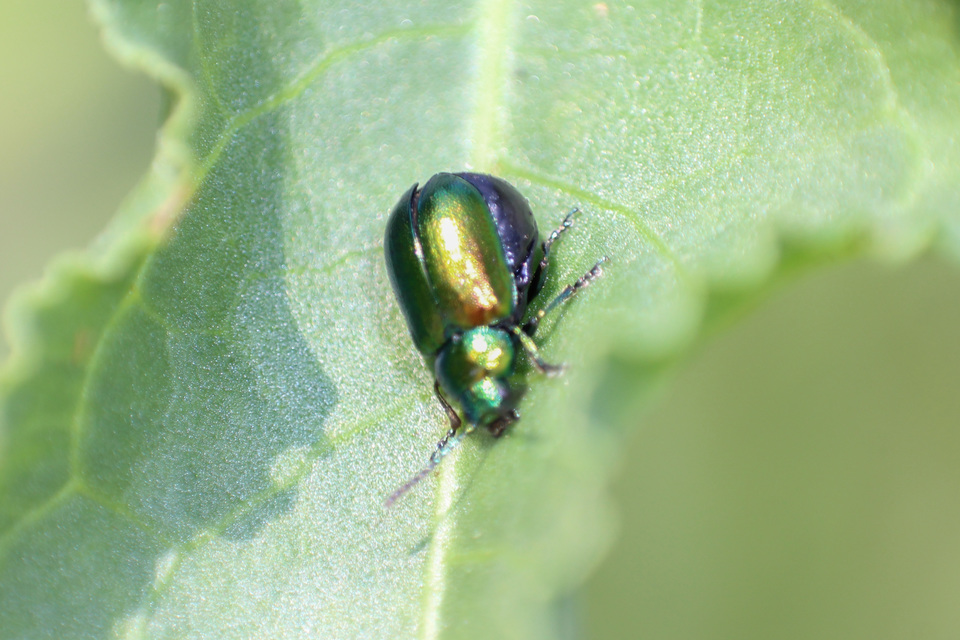 Gastrophysa viridula - sóska-levélbogár Gastrophysa viridula - sóska-levélbogár