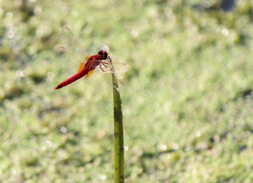 Crocothemis erythraea - skarlát szitakötő
