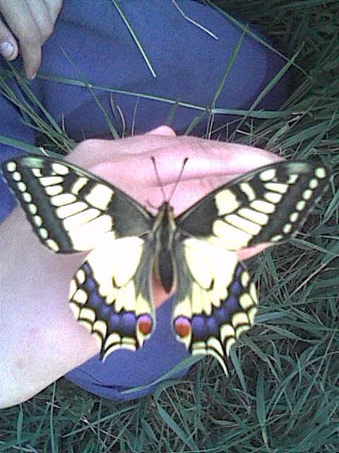 Papilio machaon - fecskefarkú lepke