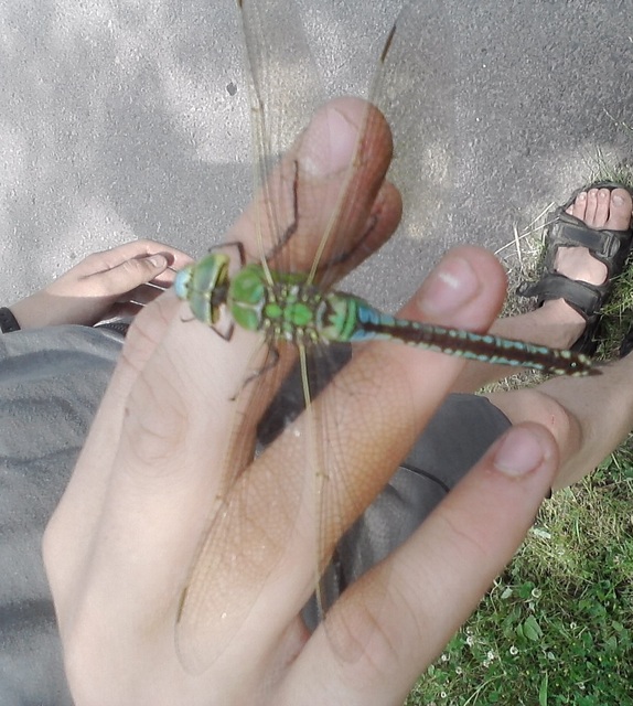 Anax imperator - zöld óriásacsa