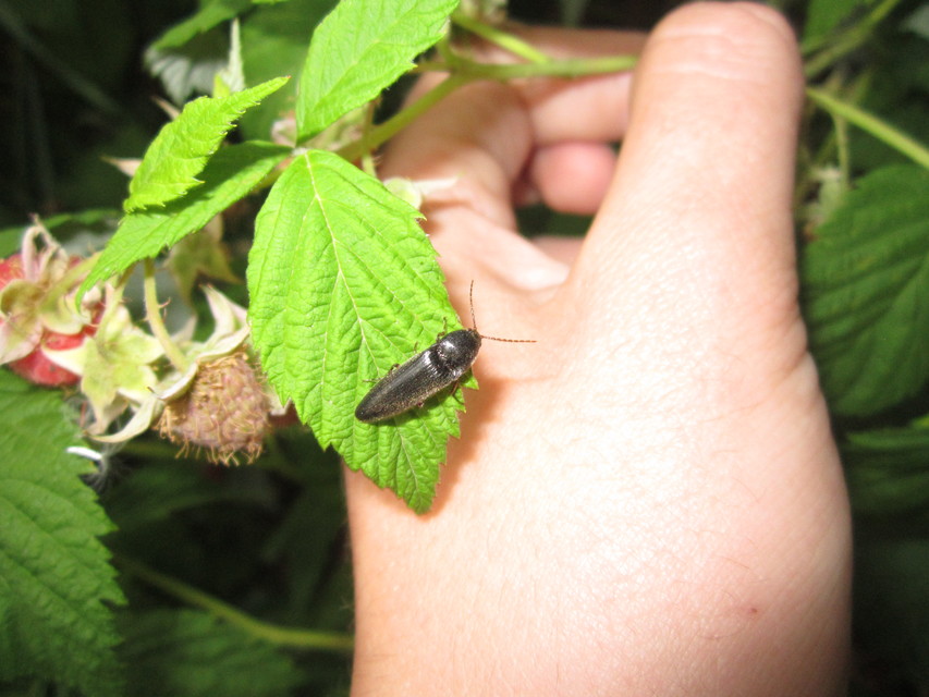 Melanotus