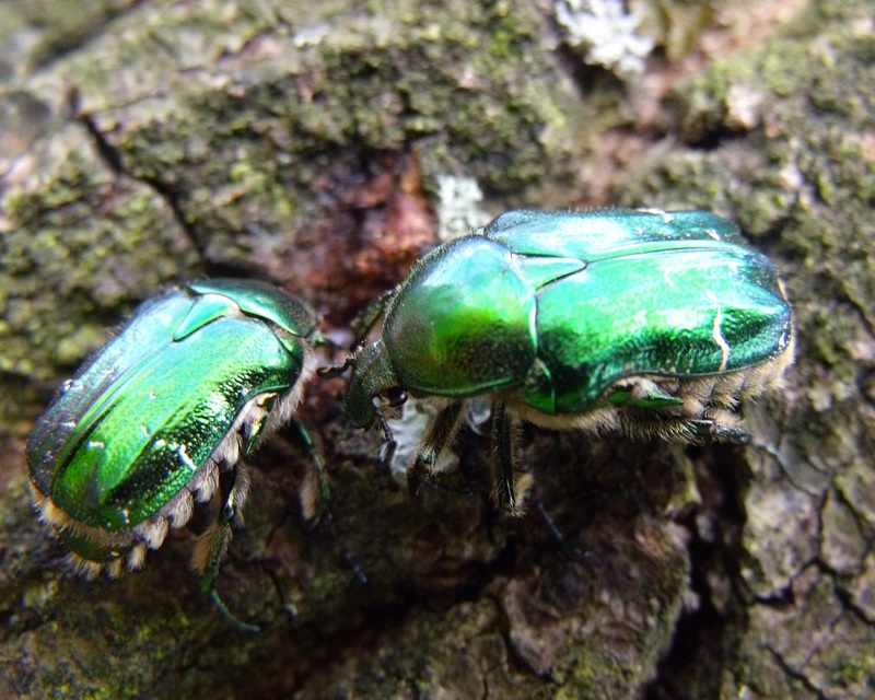 Cetonia aurata - aranyos virágbogár