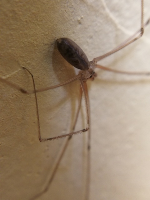 Pholcus phalangioides - nagy álkaszáspók Pholcus phalangioides - nagy álkaszáspók
