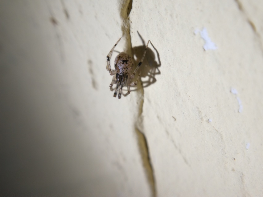 Parasteatoda tepidariorum - üvegházi törpepók