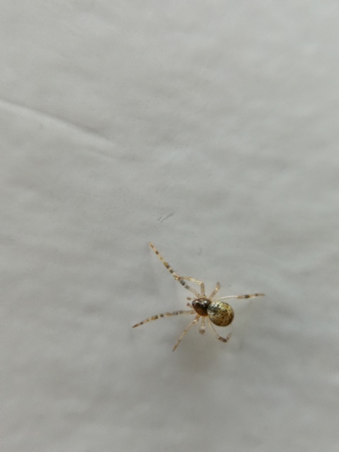 Parasteatoda tepidariorum - üvegházi törpepók