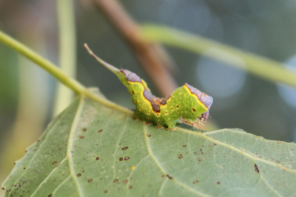 Furcula bifida - kis púposszövő