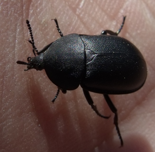 Ablattaria laevigata - sima csigarabló