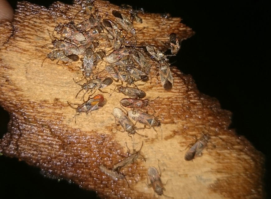 Arocatus longiceps - platánbodobács