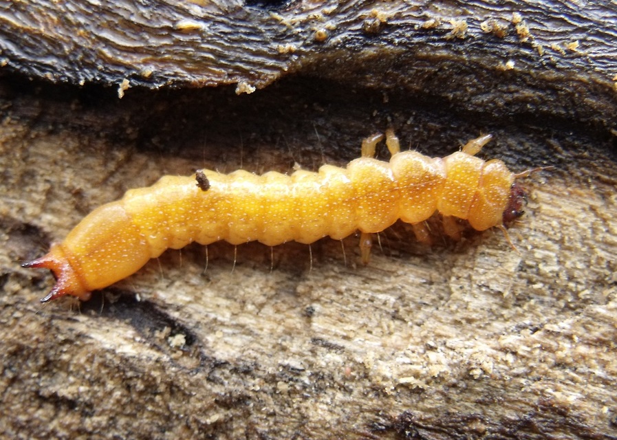 Pyrochroa