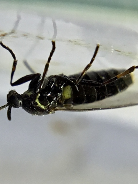 Scatopse notata