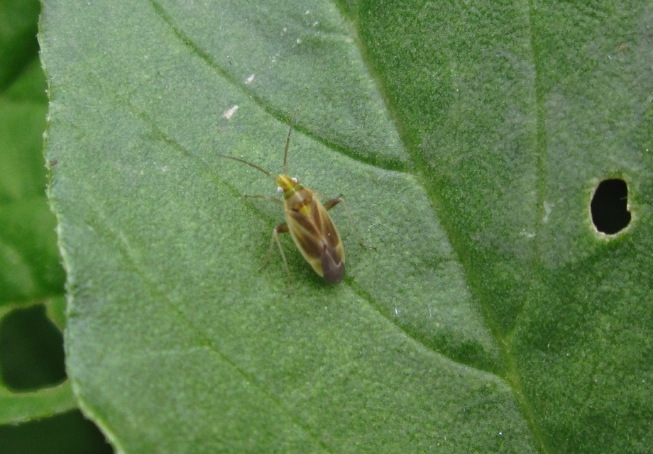 Amblytylus