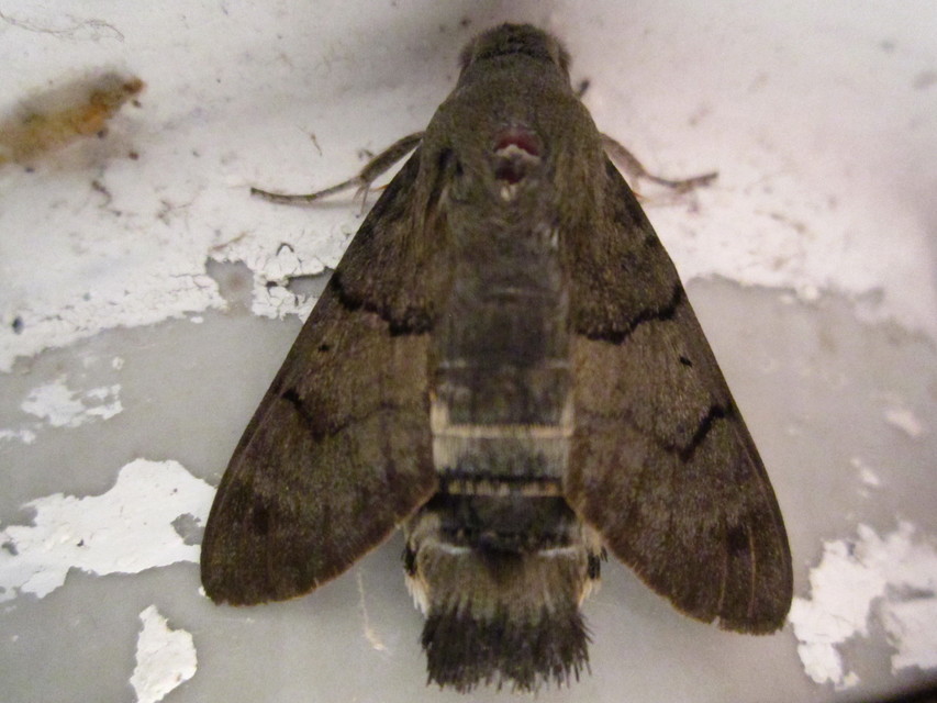 Macroglossum stellatarum - kacsafarkú szender
