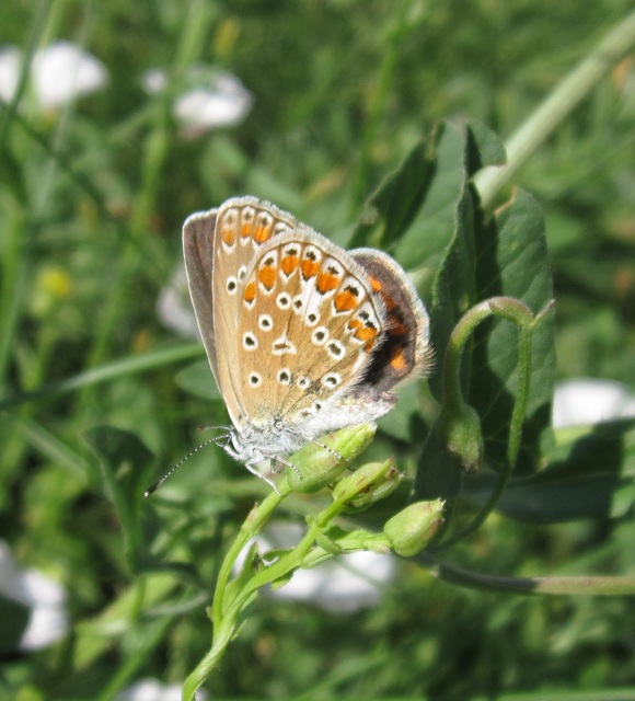 Polyommatus icarus - közönséges boglárka