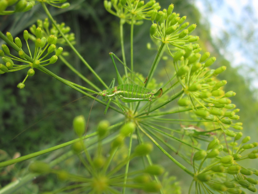 Leptophyes albovittata - közönséges virágszöcske