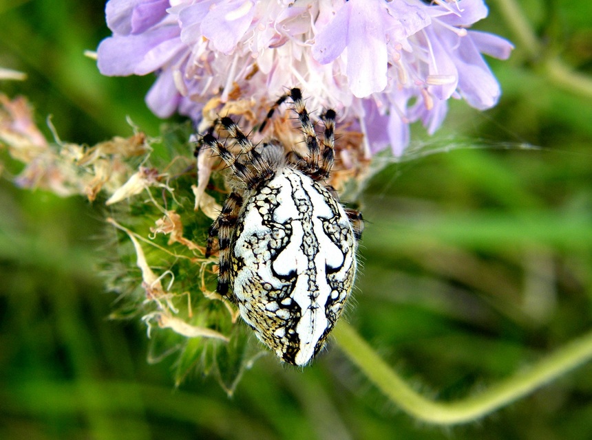 Aculepeira ceropegia - hegyi fehérsávos-keresztespók