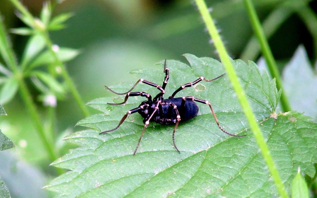 Egaenus convexus