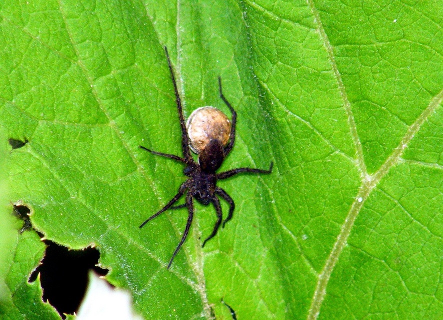 Pardosa