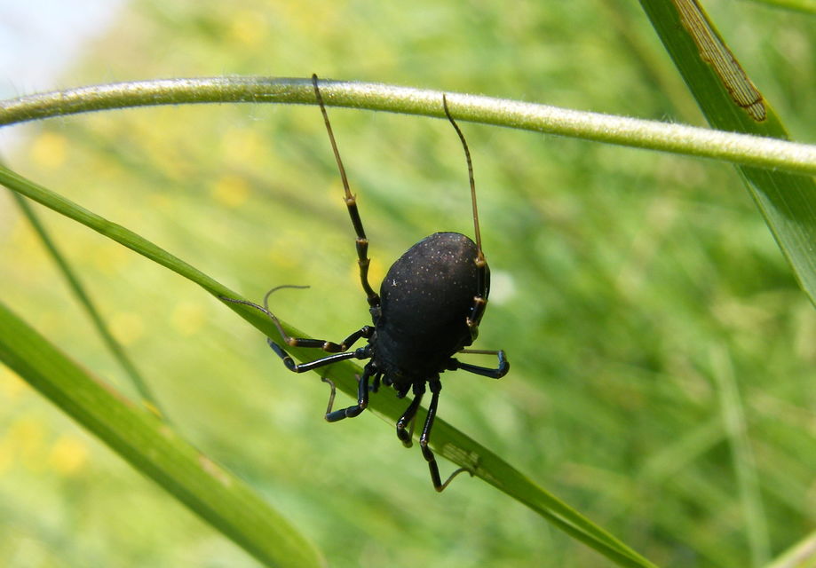 Egaenus convexus